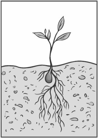 Почва карандашом