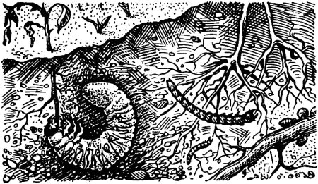 Экология раскраска