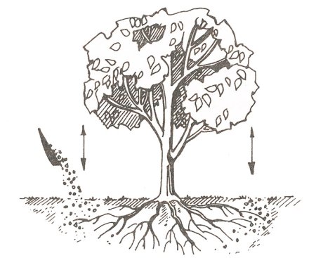 Поле Графика