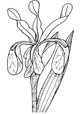 Раскраска Ирис цветок