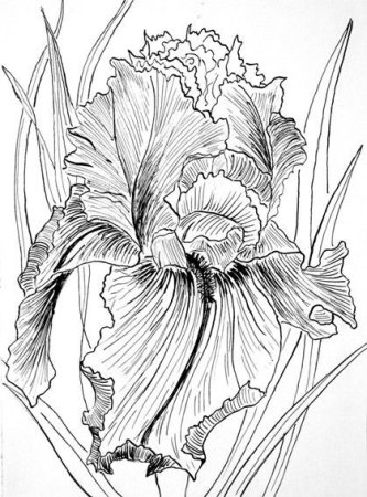 Ирис Касатик рисунок