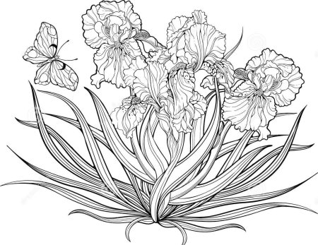 Раскраска цветы ирисы