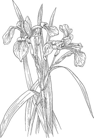 Раскраска Ирис цветок