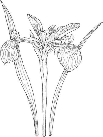 Ирис раскраска