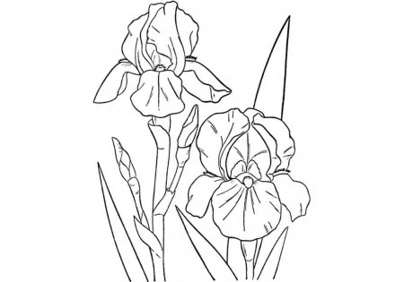 Орхидея раскраска