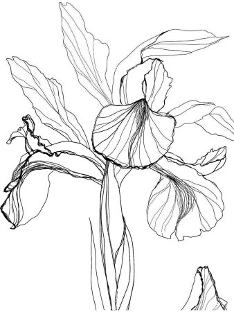 Раскраска цветы ирисы