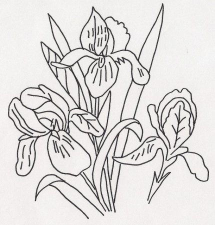 Ирисы раскраска