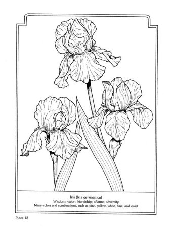 Ирисы эскиз