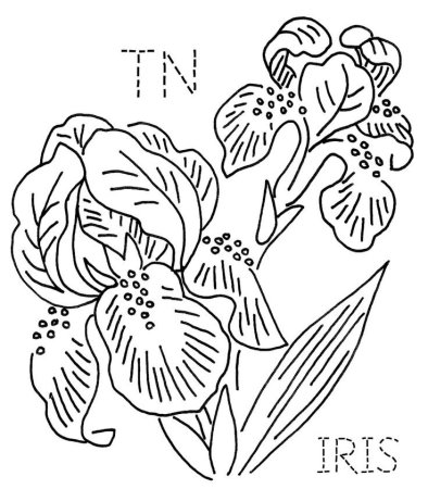 Раскраска Ирис цветок