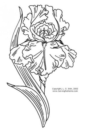 Ирис рисунок