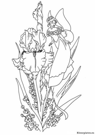 Раскраска цветы ирисы
