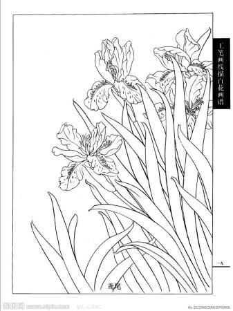 Раскраска Ирис цветок