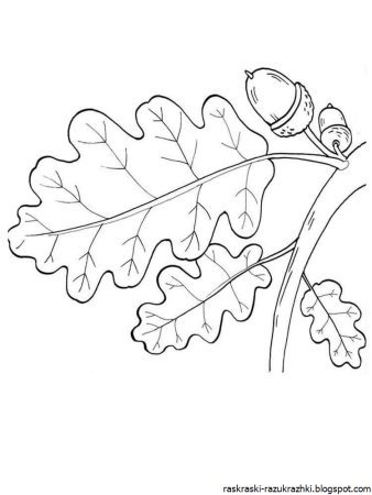 Контур листьев липы