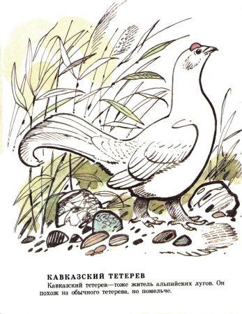 Кавказский тетерев раскраска