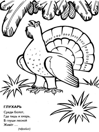 Глухарь птица раскраска для детей