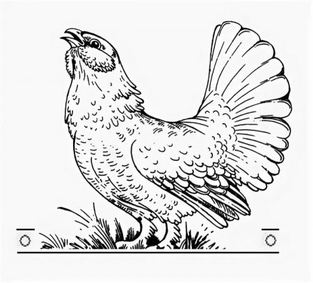 Тетерев раскраска