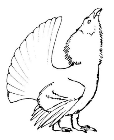 Тетерев раскраска