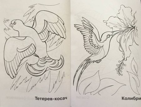 Глухарь на ветке раскраска