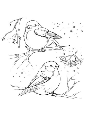 Снегирь рисунок карандашом