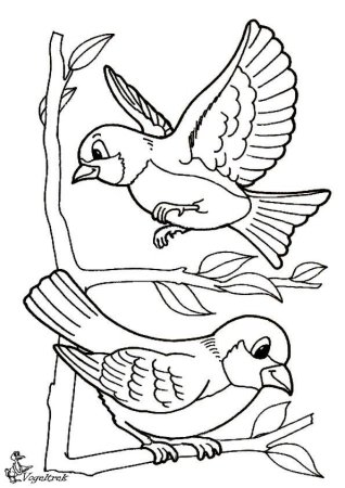 Снегирь и синица раскраска