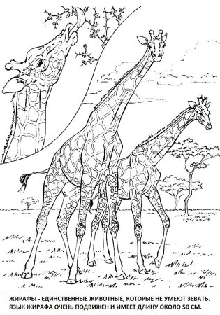 Раскраска для мальчиков Жираф