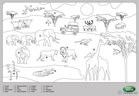 Животные Африки задания