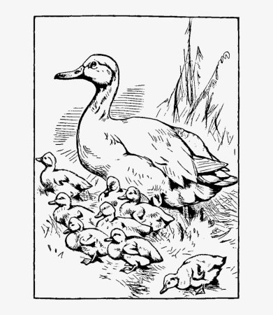 Пришвин ребята и утята раскраска к рассказу