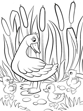 Раскраска. Гадкий утенок