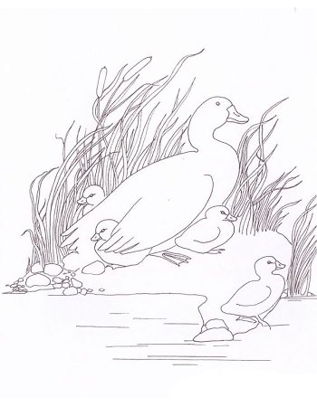 Раскраска. Гадкий утенок