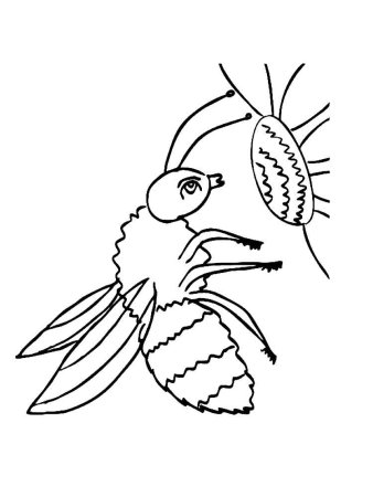 Пчела раскраска для детей