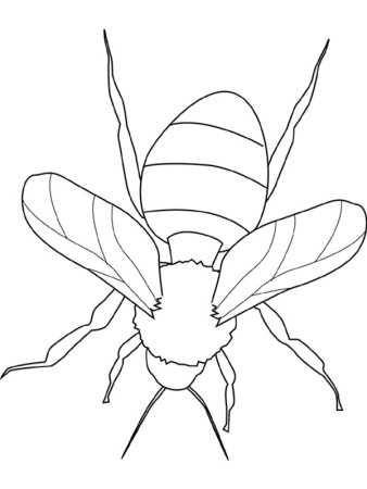 Насекомые картинки для детей раскраски