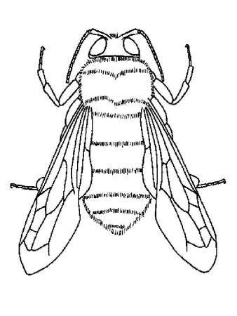 Раскраска насекомые пчела