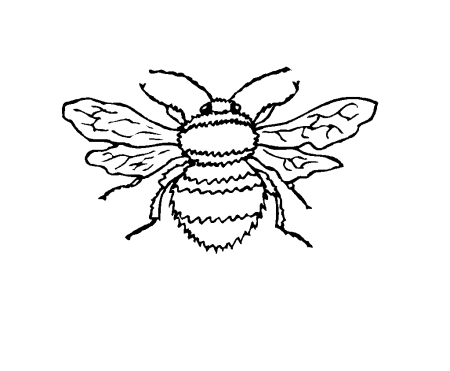 Пчела раскраска