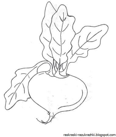 Корнеплоды раскраска для детей