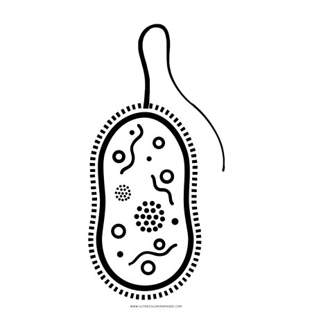 Бактерии чб