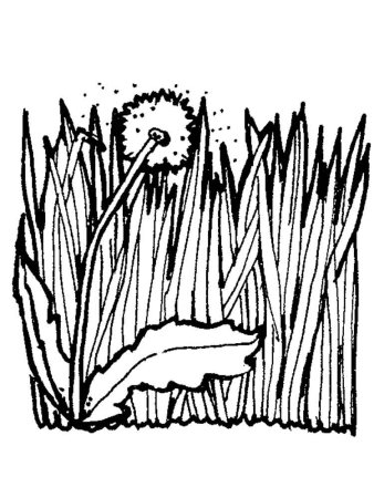 Трава раскраска