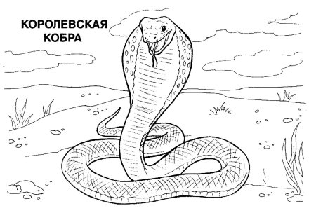 Раскраска змеи Королевская Кобра