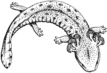 Axolotl раскраска