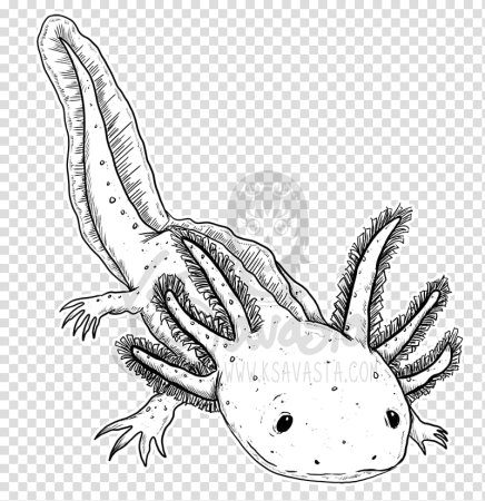 Аксолотль line Art