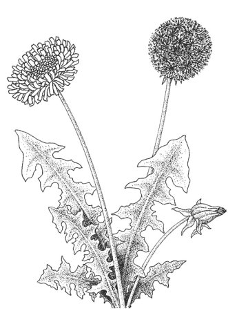 Одуванчик раскраска для детей