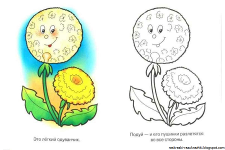 Одуванчик раскраска