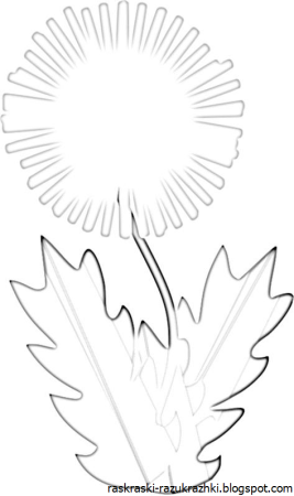 Одуванчик раскраска