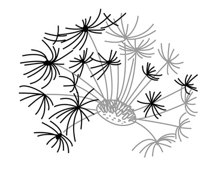 Силуэт одуванчика для рисования для детей