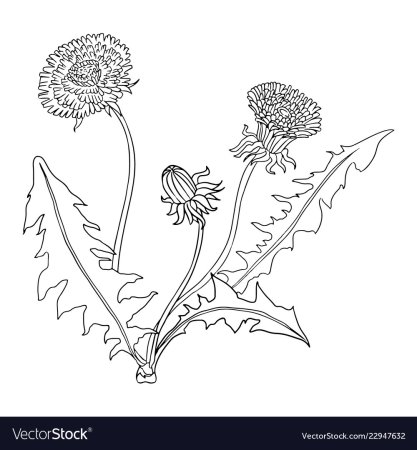 Одуванчик раскраска для детей