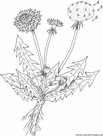 Одуванчик раскраска для детей