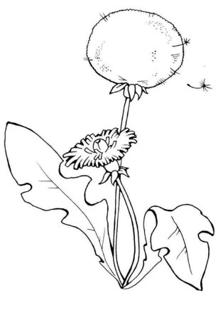 Одуванчик трафарет для детей