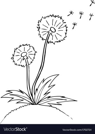 Одуванчик контурный рисунок
