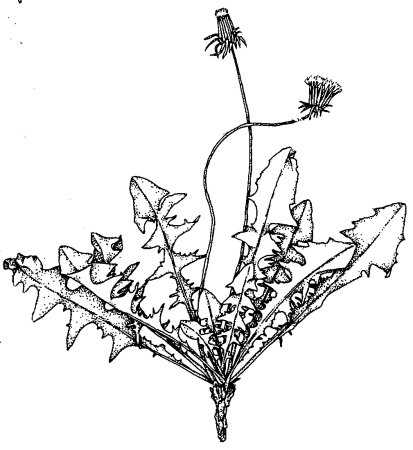 Контур одуванчика для рисования
