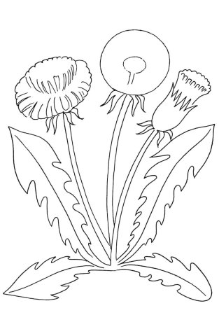 Раскраска одуванчика для детей 3-4