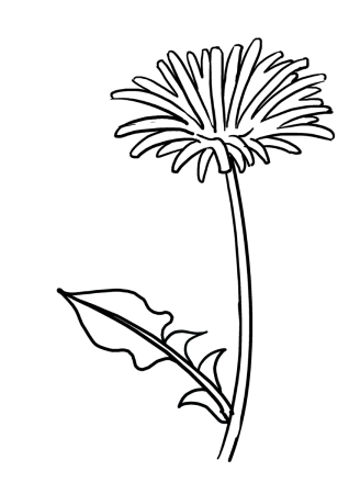 Контур одуванчика для рисования